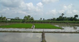 Persawahan di Desa Kemanggungan, Tarub, Tegal