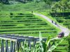 Bojong Tegal